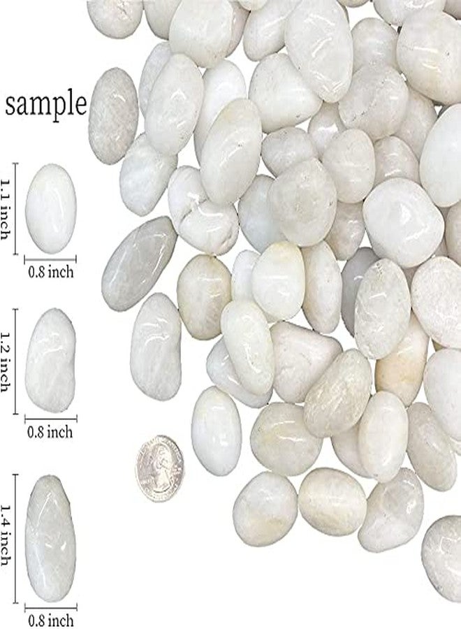 Bum Bum Bhole 2.5Kg Natural Polished White Pebbles (White Polished) Smooth for Plants, Aquariums,Terrarium,Succulents,Garden Pots,Bamboo Plants & Multi Purpose Pack (2.5 Kg, 20-30 mm, White Polished) - Image 2